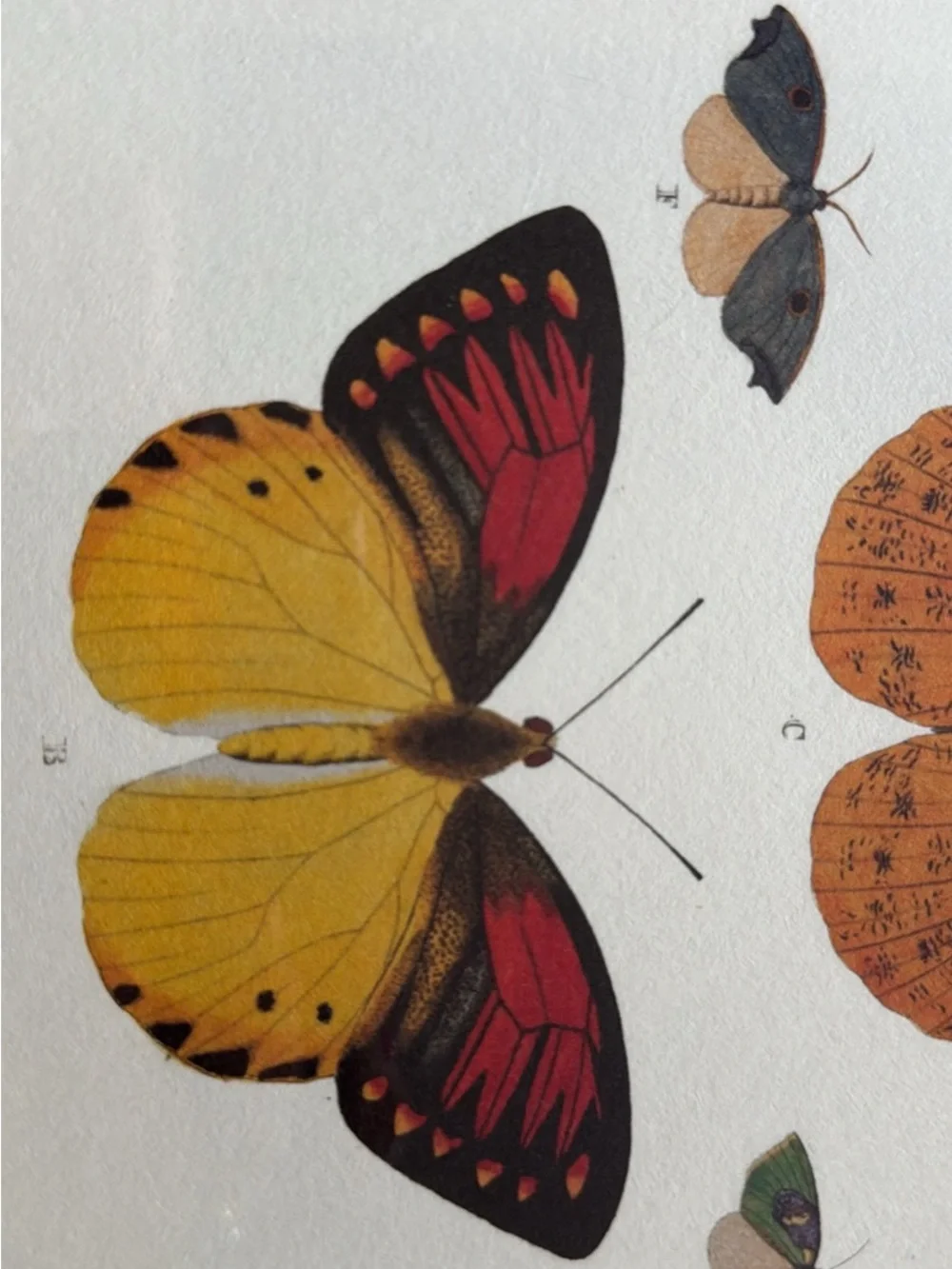 Botanical Butterfly Art Print in Gold Frame